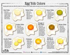 an egg yolk color chart with different types of eggs in it and the names