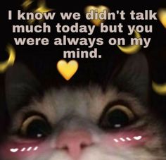 a cat looking up at the camera with hearts on it's face and text that reads, i know we didn't talk much today but you were always on my mind