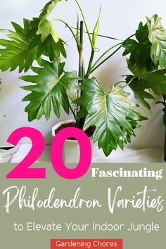 Grow your indoor plant collection with these 20 varieties of Philodendrons! Whether you have a sunny window or a shady corner, there's a Philodendron perfect for your space. Click here to find your Philodendron paradise! Philodendron Plant Varieties, Plant Varieties, Sunny Window, Indoor Jungle, House Plant Care, Plant Collection, Indoor Plant, Love Is All