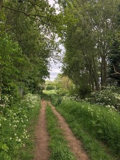 a dirt road surrounded by green trees and white wildflowers on either side of it