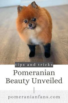 Pomeranian Beauty Unveiled: Grooming Tips and Tricks Captivating Eyes, Fluffy Coat, Tips And Tricks, Dog Breeds, Beauty