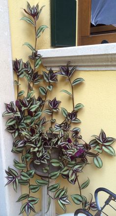 a potted plant sitting on the side of a building next to a bike parked in front of it