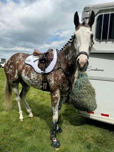 a brown and white horse standing next to a trailer