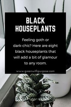 a houseplant with text that reads, black houseplants feeling goth or dark - chic? here are eight black houseplants that will add a bit of glamour to any room to any room