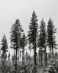 a black and white photo of some trees in the woods with snow on them,