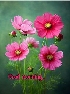 three pink flowers with the words good morning on it in front of a green background