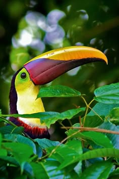 a colorful toucan sitting on top of a green leaf covered tree branch in the forest