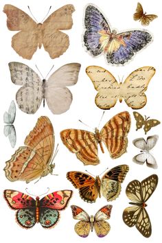 many different types of butterflies on a white background