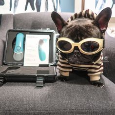 a small dog wearing sunglasses and a striped shirt sitting on a couch next to an open case