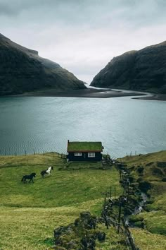 horses graze on the grass in front of a small house near a body of water