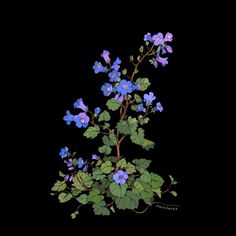 blue flowers and green leaves on a black background