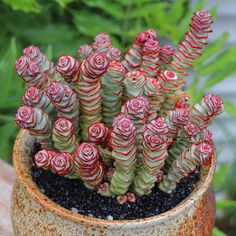 a small potted plant with red and white flowers