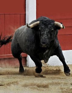 a bull is running in front of a red barn door and a black bird flies by