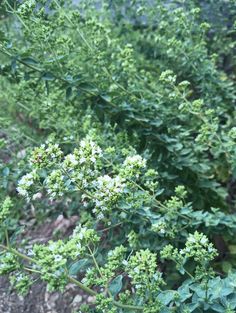 some very pretty green plants with white flowers