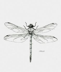 a black and white drawing of a dragonfly