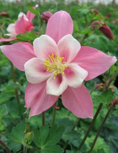 a pink and white flower with green leaves