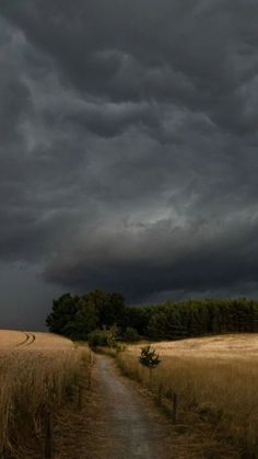 a dirt road in the middle of a wheat field under a dark cloud filled sky