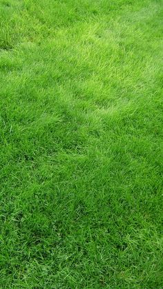 a person sitting on top of a lush green field next to a red fire hydrant