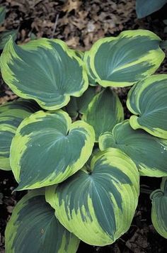 some green and yellow leaves are growing in the dirt