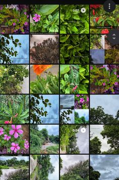 a collage of different flowers and trees