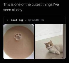 a cat laying on the floor next to a bowl of soup and a caption that reads, this is one of the cutest things i've seen all day