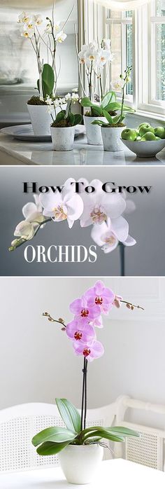 two pictures with flowers in vases on the table and below them is an orchid plant