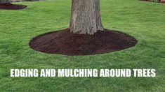 a tree with mulching around it and the words edging and mulching around trees