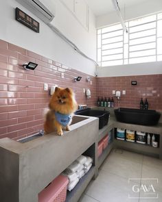 a small dog sitting on top of a counter in a bathroom