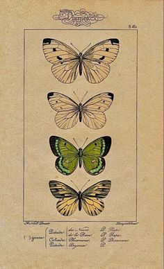 three different butterflies are shown in this antique print, one is green and the other is yellow