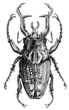 an insect with long antennae and large wings, vintage line drawing or engraving stock illustration