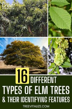 different types of elm trees and their identification features