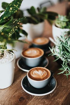 three cups of coffee sitting on top of a wooden table next to plants and potted plants