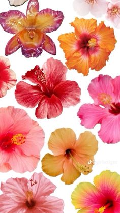 many different colored flowers on a white background