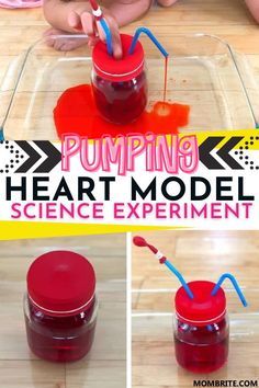 the process for making a heart model science experiment