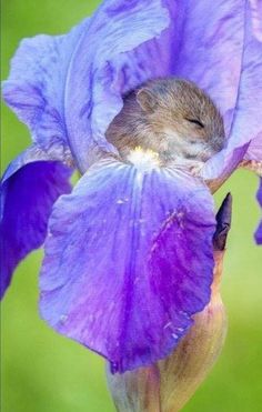 a rodent sleeping in the middle of a purple flower