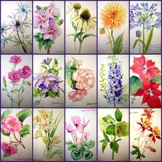 many different types of flowers are shown here