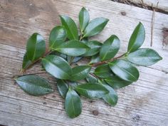 some green leaves laying on top of a wooden floor