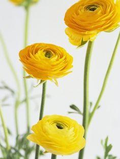 three yellow flowers with green stems on a white background