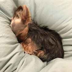 a small dog sleeping on top of a bed