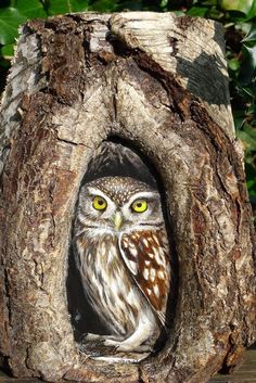 an owl is sitting in the hollow of a tree