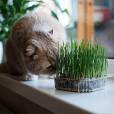 a cat sniffing grass in a pot on a window sill