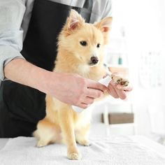 a person is holding a small dog in their hand while it sits on the table