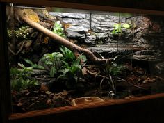 an aquarium with plants and rocks in it