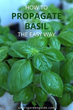 basil growing in a pot with text overlay how to propagate basil the easy way