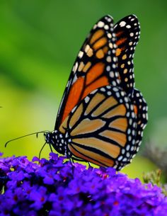 two orange and black butterflies sitting on purple flowers