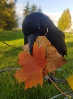 a black bird sitting on top of a leaf