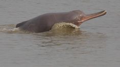 an elephant in the water with it's mouth open and its head sticking out