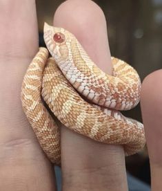 a close up of a person's hand holding a snake