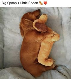 a brown dog laying on its back with a stuffed animal in it's paws