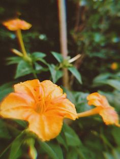 an orange flower with green leaves in the foreground and another plant in the background